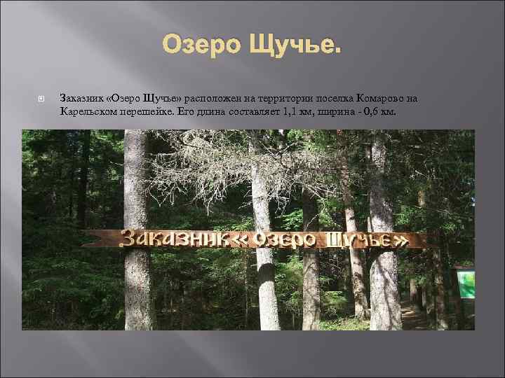 Озеро Щучье. Заказник «Озеро Щучье» расположен на территории поселка Комарово на Карельском перешейке. Его