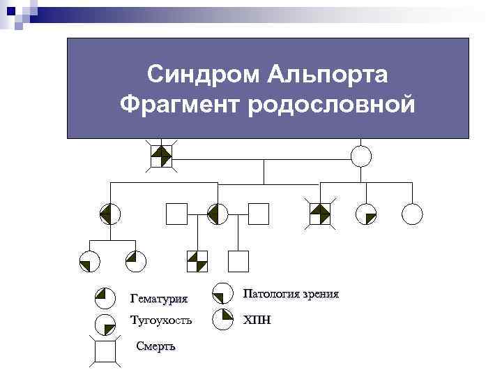 Синдром альпорта презентация