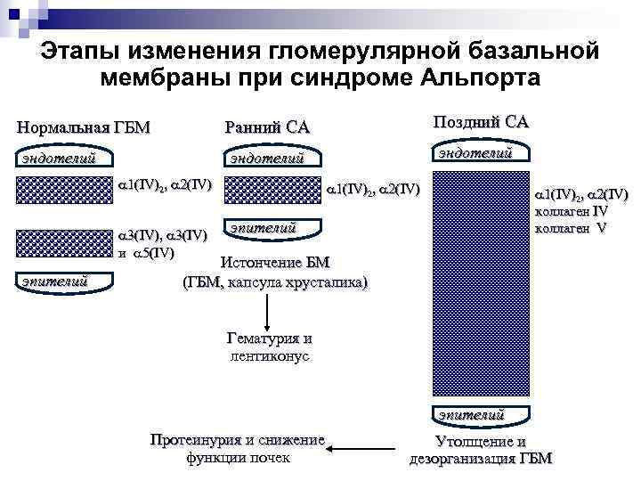 Этапы изменения гломерулярной базальной мембраны при синдроме Альпорта Нормальная ГБМ эндотелий 1(IV)2, 2(IV) 3(IV),