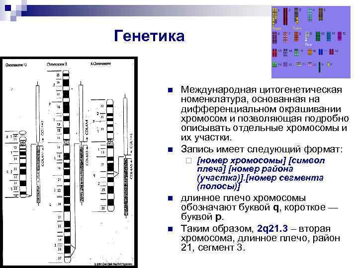 Оптическая карта хромосом