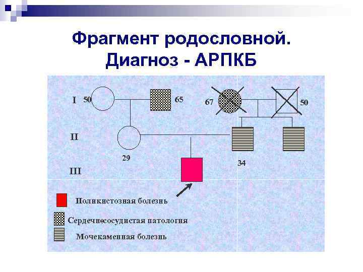 Фрагмент родословной. Диагноз - АРПКБ I 50 65 67 50 II 29 III Поликистозная