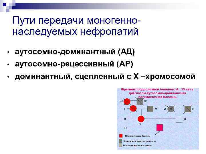 Пути передачи моногеннонаследуемых нефропатий • аутосомно-доминантный (АД) • аутосомно-рецессивный (АР) • доминантный, сцепленный с