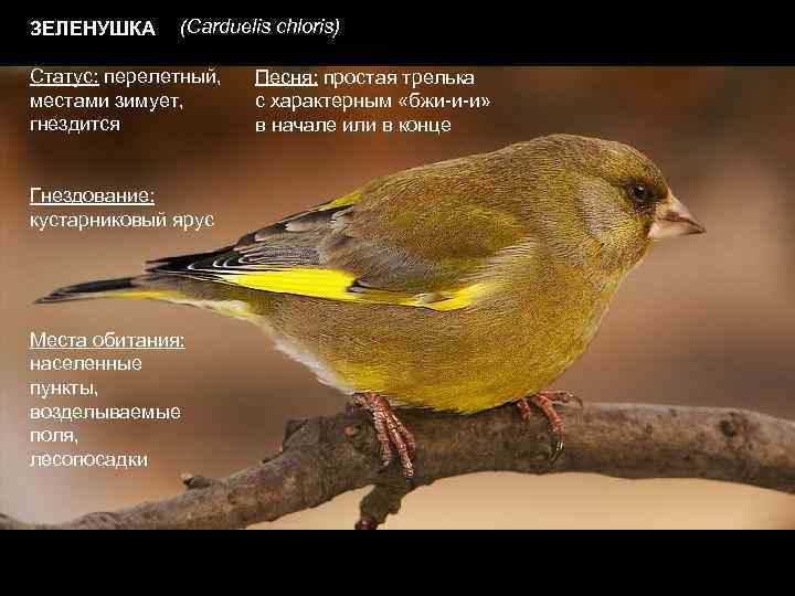 ЗЕЛЕНУШКА (Carduelis chloris) Статус: перелетный, местами зимует, гнездится Гнездование: кустарниковый ярус Места обитания: населенные