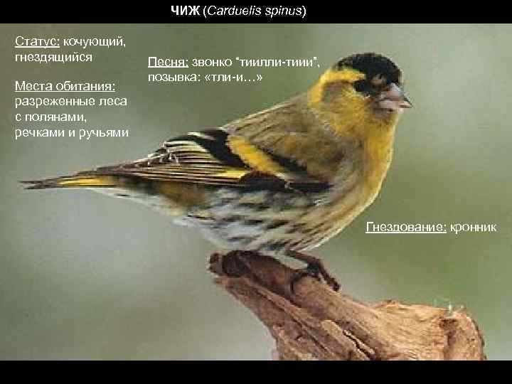 ЧИЖ (Carduelis spinus) Статус: кочующий, гнездящийся Места обитания: разреженные леса с полянами, речками и