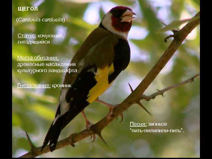 ЩЕГОЛ (Carduelis carduelis) Статус: кочующий, гнездящийся Места обитания: древесные насаждения культурного ландшафта Гнездование: кронник