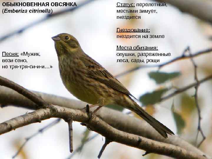 ОБЫКНОВЕННАЯ ОВСЯНКА (Emberiza citrinella) Статус: перелетный, местами зимует, гнездится Гнездование: гнездится на земле Песня;