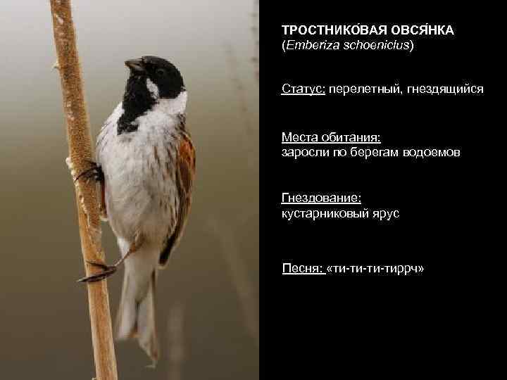 ТРОСТНИКО ВАЯ ОВСЯ НКА (Emberiza schoeniclus) Статус: перелетный, гнездящийся Места обитания: заросли по берегам