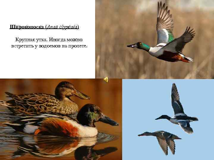 Широконоска (Anas clypeata) Крупная утка. Иногда можно встретить у водоемов на пролете. 