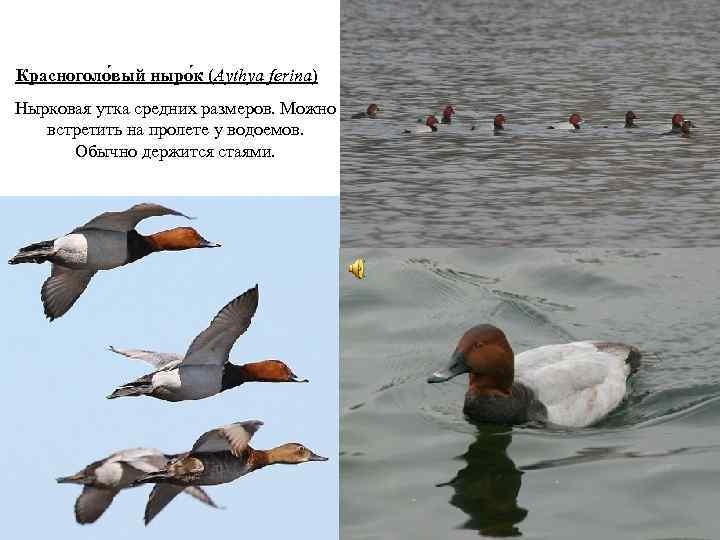 Красноголо вый ныро к (Aythya ferina) Нырковая утка средних размеров. Можно встретить на пролете