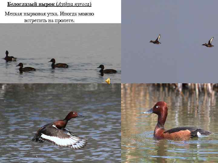 Белоглазый нырок (Aythya nyroca) Мелкая нырковая утка. Иногда можно встретить на пролете. 