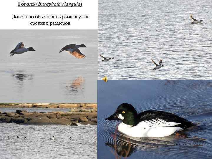 Го голь (Bucephala clangula) Довольно обычная нырковая утка средних размеров 