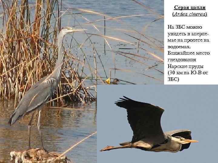 Серая цапля (Ardea cinerea) На ЗБС можно увидеть в аперлемае на пролете на водоемах.