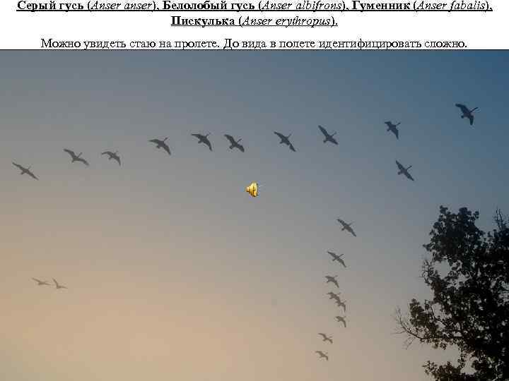 Серый гусь (Anser anser), Белоло бый гу сь (Anser albifrons), Гуме нник (Anser fabalis),
