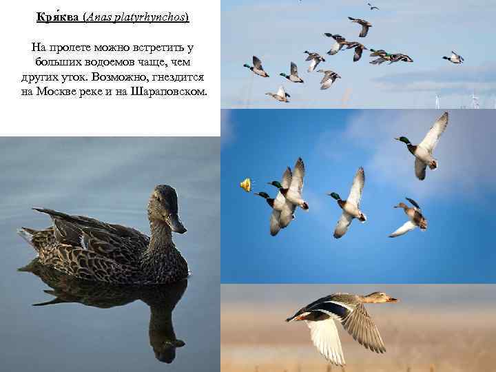 Кря ква (Anas platyrhynchos) На пролете можно встретить у больших водоемов чаще, чем других