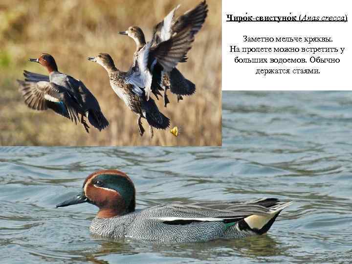 Чиро к-свистуно к (Anas crecca) Заметно мельче кряквы. На пролете можно встретить у больших
