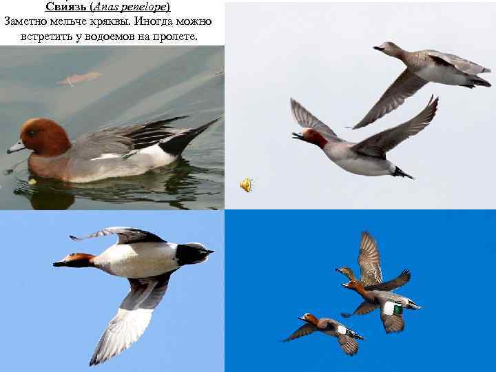 Сви язь (Anas penelope) Заметно мельче кряквы. Иногда можно встретить у водоемов на пролете.