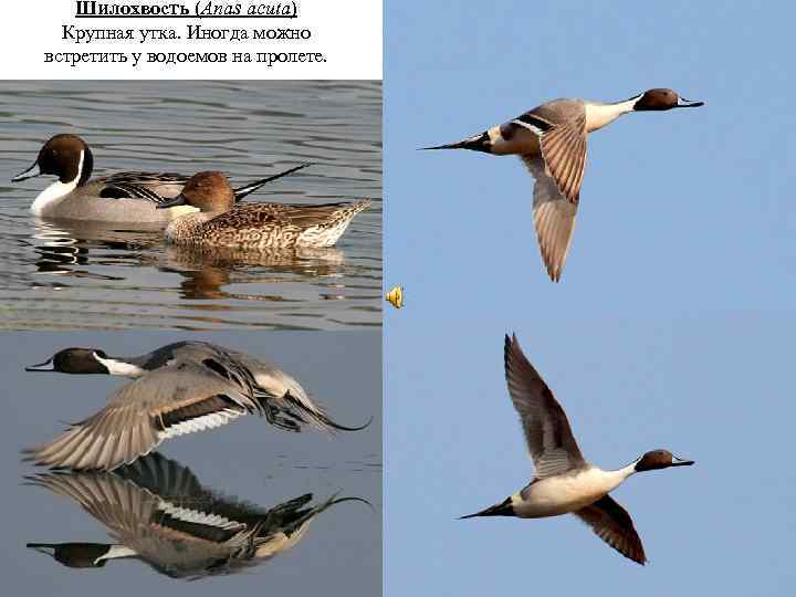 Ши лохвость (Anas acuta) Крупная утка. Иногда можно встретить у водоемов на пролете. 