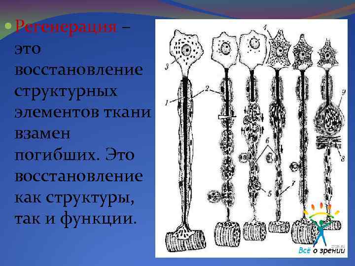  Регенерация – это восстановление структурных элементов ткани взамен погибших. Это восстановление как структуры,