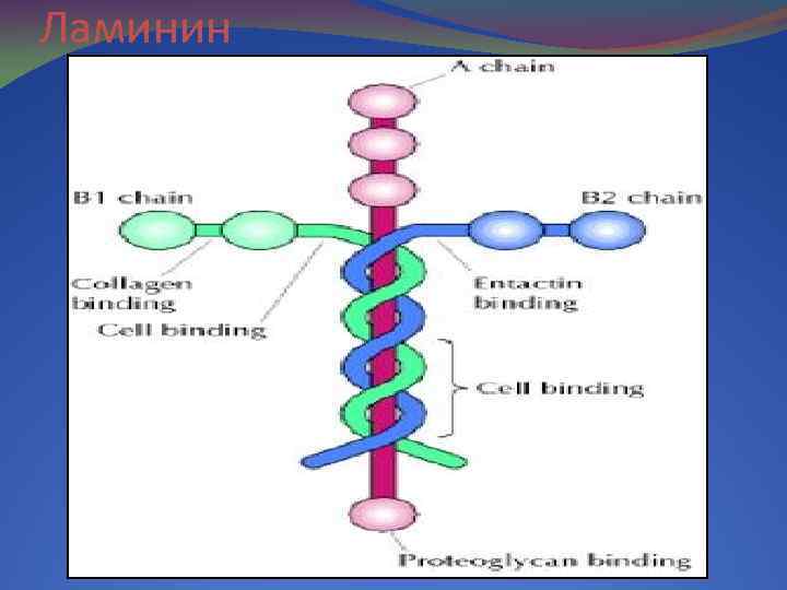 Ламинин 