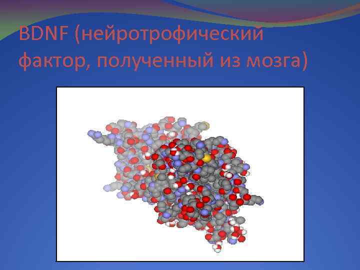 BDNF (нейротрофический фактор, полученный из мозга) 