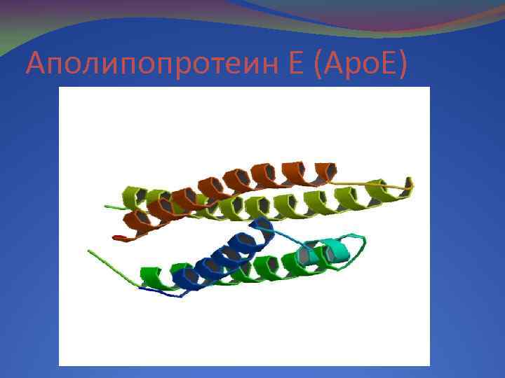 Аполипопротеин E (Apo. E) 