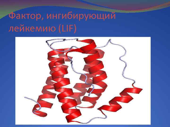 Фактор, ингибирующий лейкемию (LIF) 