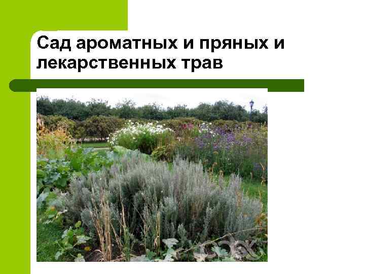 Сад ароматных и пряных и лекарственных трав 