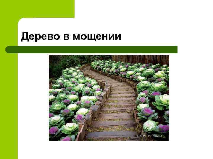 Дерево в мощении 