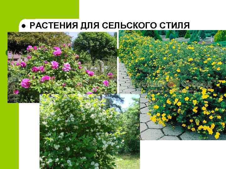 l РАСТЕНИЯ ДЛЯ СЕЛЬСКОГО СТИЛЯ 