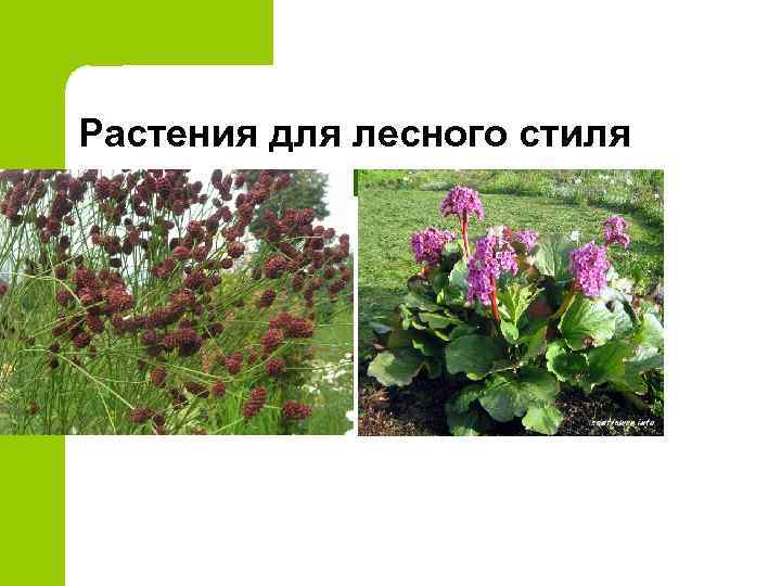 Растения для лесного стиля 