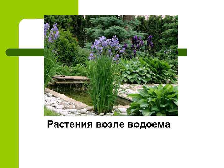 Растения возле водоема 