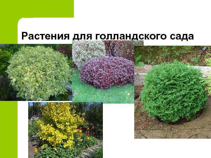 Растения для голландского сада 