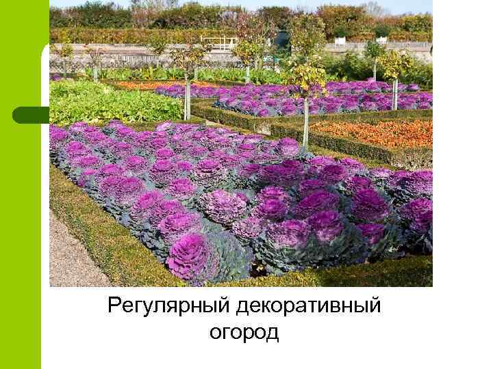 Регулярный декоративный огород 