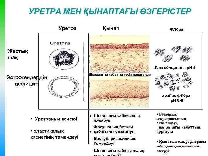 УРЕТРА МЕН ҚЫНАПТАҒЫ ӨЗГЕРІСТЕР Уретра Қынап Флора Жастық шақ Лактобациллы, р. Н 4 Эстрогендердің