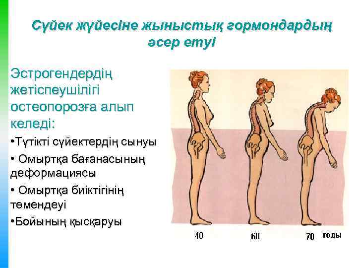 Сүйек жүйесіне жыныстық гормондардың әсер етуі Эстрогендердің жетіспеушілігі остеопорозға алып келеді: • Түтікті сүйектердің