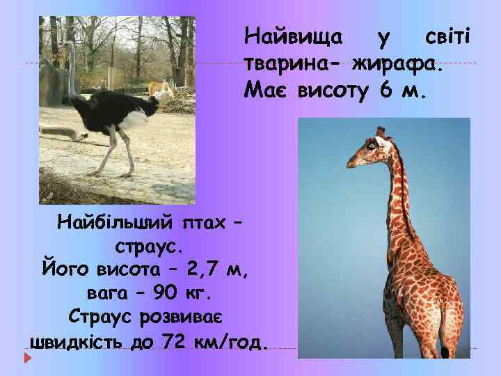 Найвища у світі тварина- жирафа. Має висоту 6 м. Найбільший птах – страус. Його