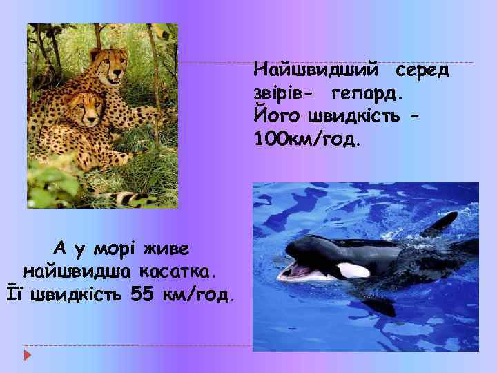 Найшвидший серед звірів- гепард. Його швидкість 100 км/год. А у морі живе найшвидша касатка.