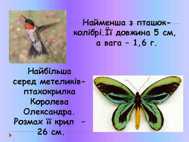 Найменша з пташокколібрі. Її довжина 5 см, а вага – 1, 6 г. Найбільша