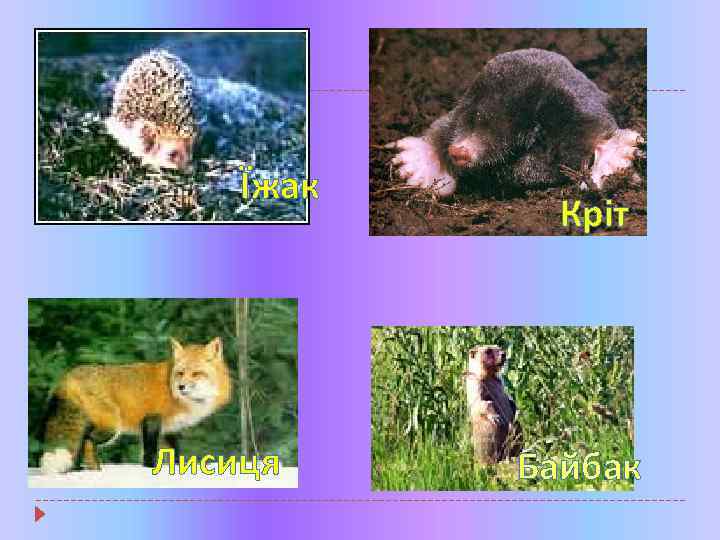 Їжак Лисиця Кріт Байбак 