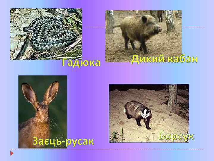 Гадюка Заєць-русак Дикий кабан Борсук 
