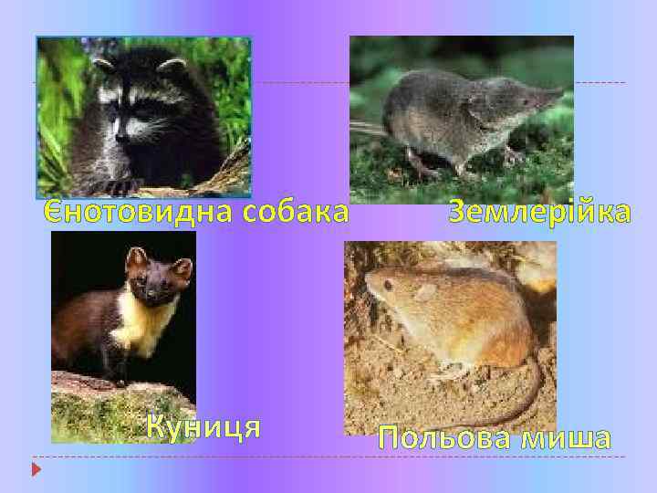 Єнотовидна собака Куниця Землерійка Польова миша 