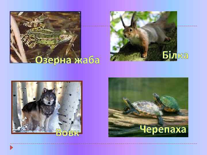 Озерна жаба Вовк Білка Черепаха 