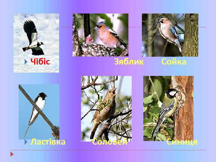  Чібіс Ластівка Зяблик Соловей Сойка Синиця 