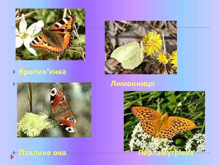  Кропив’янка Лимонниця Павлине око Перламутрівка 