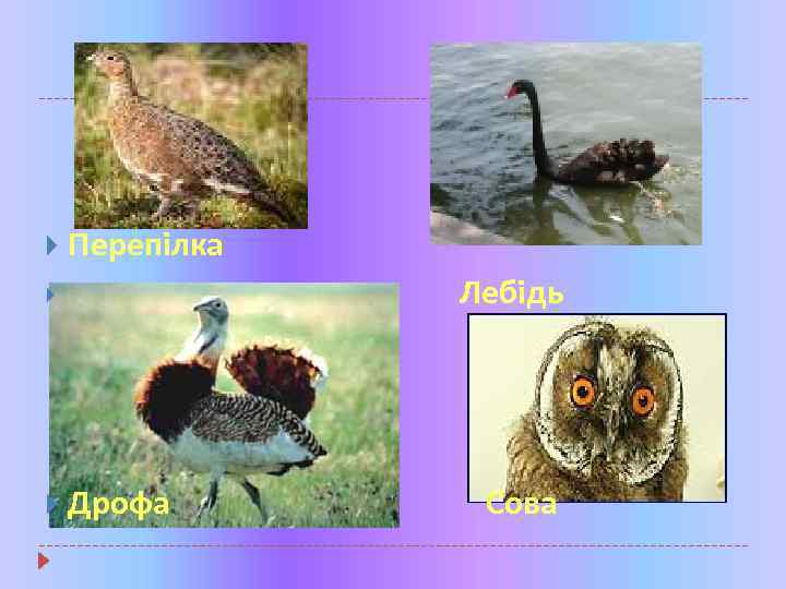  Перепілка Лебідь Дрофа Сова 