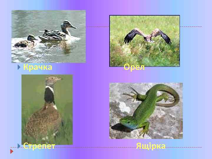 Крачка Стрепет Орел Ящірка 