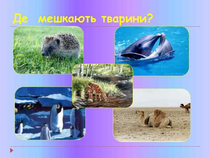 Де мешкають тварини? 