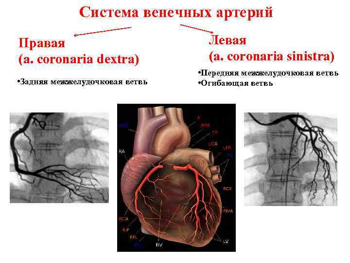 Венечная гипоспадия фото