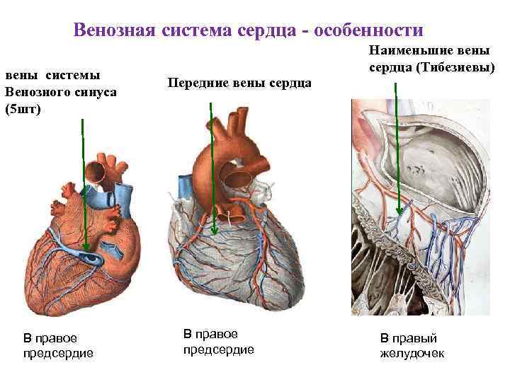 Венозная система сердца - особенности вены системы Венозного синуса (5 шт) В правое предсердие