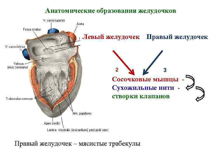 Анатомические образования желудочков Левый желудочек Правый желудочек 2 3 Сосочковые мышцы - Сухожильные нити